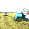 Farmers harvest high quality rice in the fields of Tien Thuan Cooperative in the Mekong Delta city of Can Tho (Photo: VNA)