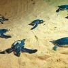 Sea turtles are among the endangered species listed in the Red Book (Source: baobinhdinh.vn)