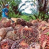 Palm oil is one of the Malaysian products exported to Vietnam. (Photo: NST)