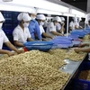Cashew nut processing for export. (Photo: VNA)