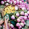 Hanoi's lotus-marinated tea is a famous product of the capital city (Photo: VNA)