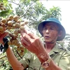 A member of Quyet Thang speciality fruit cooperative in Hung Yen at a longan orchard. (Photo: VNA)