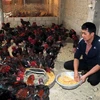 A member of Dong Tao Chicken Breeding and Trading Cooperative in Khoai Chau district, Hung Yen province feeds chicken in his farm. (Photo: VNA)