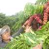 A farmer harvests coffee in Kon Tum province (Photo: VNA)