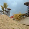 Farmers harvested rice in Tambak Baya village, Lebak, Banten, in March, 2024. (Photo: antaranews.com) 
