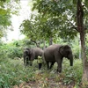 Domestic elephants are raised in a semi-wild form in the forest of KRongNa commune in Buon Don district of Dak Lak province. (Photo: VNA) 