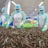 The shrimp export value is about 1.6 billion USD in the first half. (Photo: VNA)