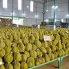  Vietnamese durian is increasingly popular among Chinese consumers. (Photo: VNA) 