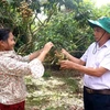 Hung Yen longan is famous for its distinctive fresh, delectable, and sweet flavour. (Photo: VNA)