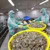 Processing shrimp for export at Minh Phu Seafood Corp (Photo: VNA)