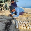 A sea turtle conservation volunteer collects eggs at Trang Dao beach (Photo: Hon Cau Marine Protected Area)