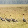 The red-crowned crane is a rare species, named in the World Red Book as in an endangered state and in need of protection. (Photo: VNA)