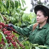 A worker harvests coffee in the Central Highlands province of Dak Lak. (Photo: VNA)