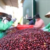 Coffee growers choose coffee beans for exports in the Central Highlands province of Đak Lak. (Photo: VNA) 