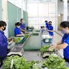 Workers package safe vegetables at Chuc Son Clean Vegetable and Fruit Cooperative in Hanoi’s Chuong My district. (Photo: Hanoimoi.vn)