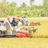 Rice harvest in Hau My Trinh commune, Cai Be district, the Mekong Delta province of Tien Giang (Photo: nhandan.vn)