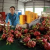 Vietnamese dragon fruits have been exported to China via official channels. (Photo: VNA)