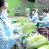 A safe vegetable production chain of Van Duc Anh Agricultural Service Cooperative in Gia Lam district, one of the typical agricultural production chains in the capital city. (Photo courtesy of the Hanoi Department of Agriculture and Rural Development) 