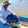 Rice-shrimp cultivation has proved its efficiency in climate change adaption and income improvement (Photo: VNA)