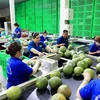 A green-skin pomelo packaging line for export in Mo Cay Bac district, Ben Tre province. (Photo: VNA)