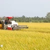 Farmers in Long Phu district, Soc Trang province, are harvesting the main winter-spring rice crop. (Photo: VNA)