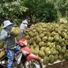 Harvesting organically-produced durians. (Photo: VNA)