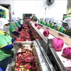 Processing Vietnamese dragon fruits for export (Photo: VNA)