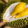 Second durian festival to honour growers, promote sustainable development