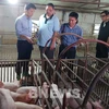 AVAC General Director Nguyen Van Diep ( first, left) and representatives from the Philippine enterprises inspect a farm with vaccinated pigs. (Photo: VNA)