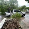 A fallen tree in Hanoi's Long Bien district, crushing a car parked on the side of the road. (Photo: VNA)