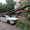 A tree fell onto a car due to the impact of Typhoon Yagi in Hanoi (Photo: VNA)