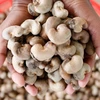 Cambodia focuses on promoting cashew exports