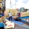 Vietnam exports 6.16 million tonnes of rice in the first eight months of this year. (Photo: VNA)