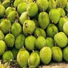 This year, the durian export value in 2024 is forecast to hit 3-3.5 billion USD (Photo: VietnamPlus)