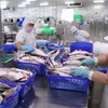 Pangasius exports in the first eight months of this year increased by 9% on year to 1.3 billion USD (Photo: VNA)