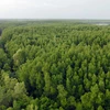 Mangrove forests provide important blue carbon benefits 