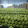 Vietnam now has around 150,000 hectares of durian, harvesting the tropical fruit all year round. (Photo: VNA)