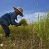 Farmers harvest rice in a field in Ayutthaya province of Thailand. (Photo: AFP/VNA)