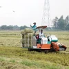 Straw baled ready to grow mushrooms. (Photo: VNA)