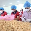 Processing cashews for export at a factory in Bình Phước Province. Việt Nam's cashew nut exports in the first eight months of 2024 reached 486,470 tonnes (Photo: VNA)