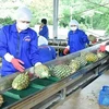 Processing pineapple for exports at the Dong Giao Foodstuff Export Joint Stock Company in the northern province of Ninh Binh. (Photo: VNA)