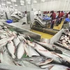 Workers classify raw pangasius for processing and export. (Photo: VNA)