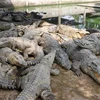 A crocodile farm in the Mekong Delta. (Photo: VNA) 