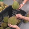 A customer in Malaysia examines durians. (Photo: CNA)