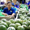 Packing green-skinned pomelos for export in Mo Cay Bac district, Ben Tre province (Photo: VNA)