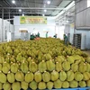 Vietnam earns 5.87 billion USD from exporting fruit and vegetables in nine months (Photo: VNA)