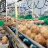 Processing fresh coconuts for export (Photo: VNA)