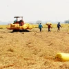 Farmers in the Mekong Delta province of An Giang harvest rice. (Photo: VNA) 