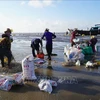 Clam harvesting in Thoi Thuan commune, Binh Dai district, Ben Tre province. (Photo: VNA)