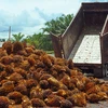 At a palm oil mill in Malaysia (Photo: sulpom.com)